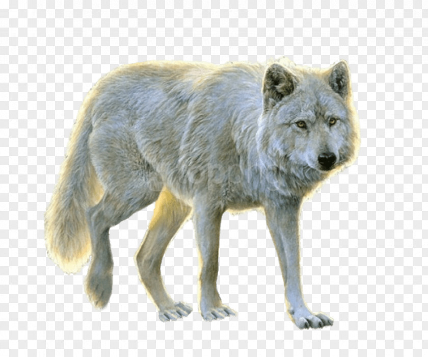 Fur Red Wolf Wildlife Coyote Canis PNG