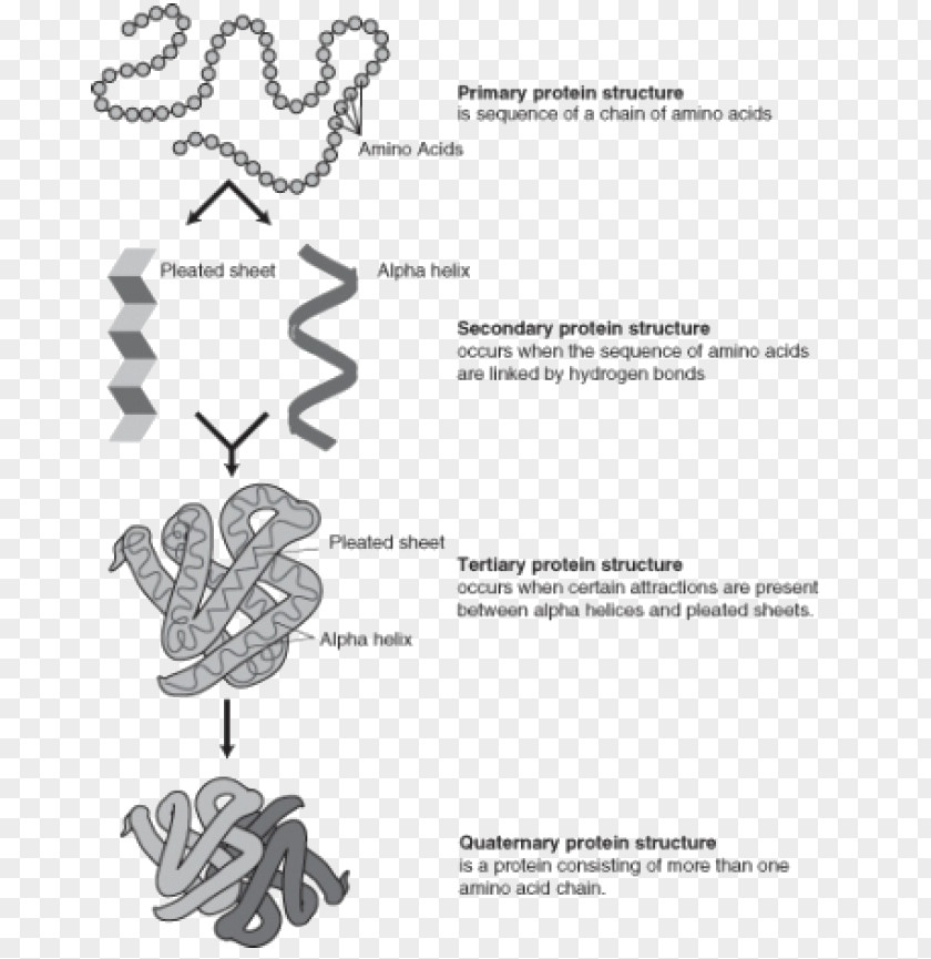 Protein Folding Structure Denaturation Translation PNG