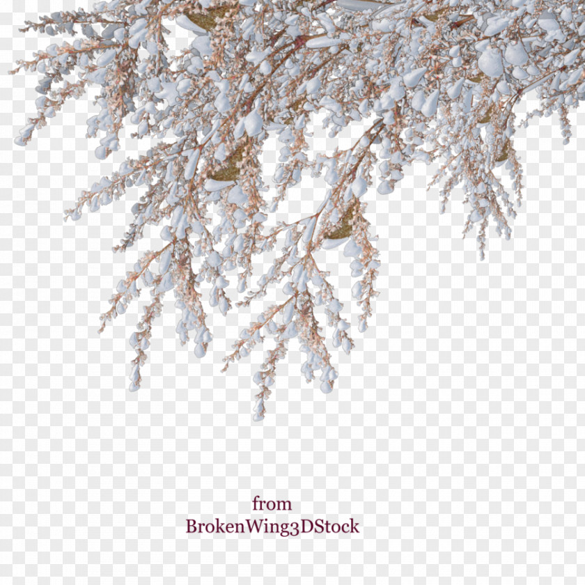 Snow Winter Shrub Tree PNG
