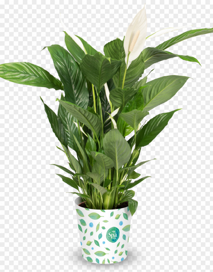 Spa Products Flowerpot Peace Lily Houseplant Strelitzia Reginae PNG