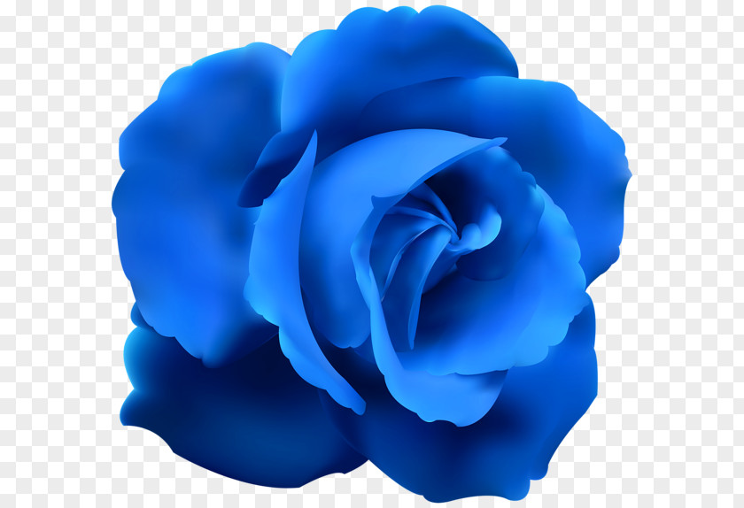 Blue Rose Clip Art PNG