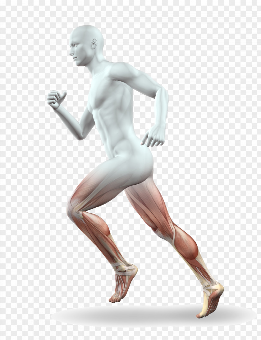 Muscle Leg Running Anatomy Calf PNG Calf, Human body legs, man running clipart PNG
