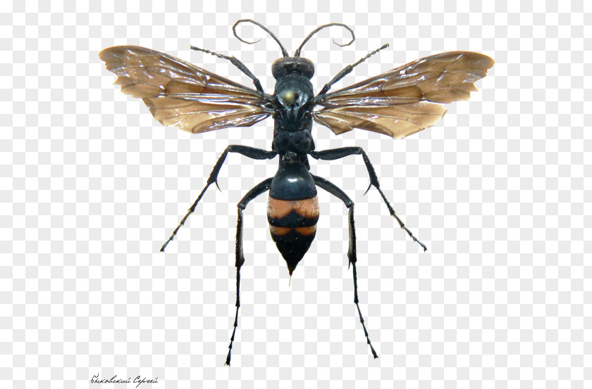 Bee Hornet Fly Wasp Sceliphron Curvatum PNG