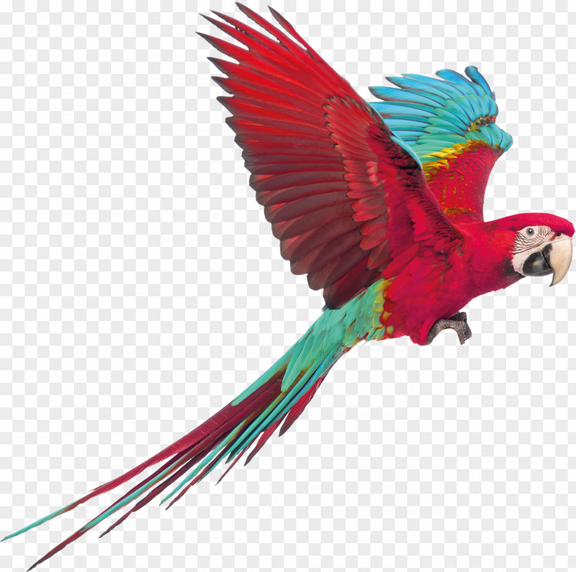 Bird Macaw Perroquet Parakeet Conure PNG