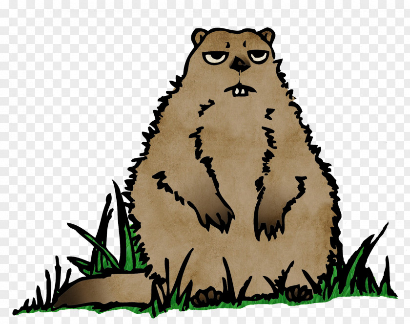 Congratulations Cat Beaver Mammal Bear Whiskers PNG