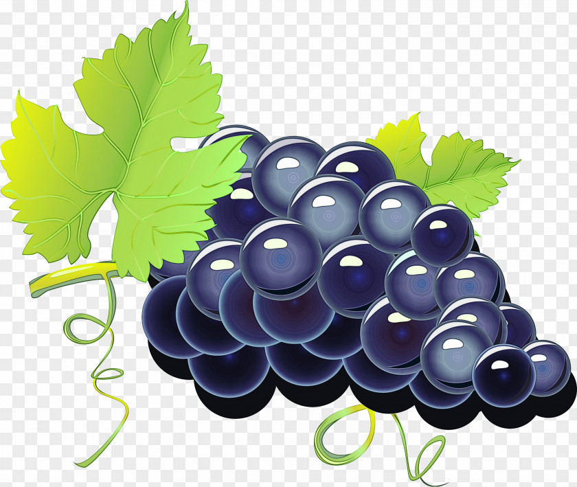 Grape Seed Extract Zante Currant Drawing Of Family PNG