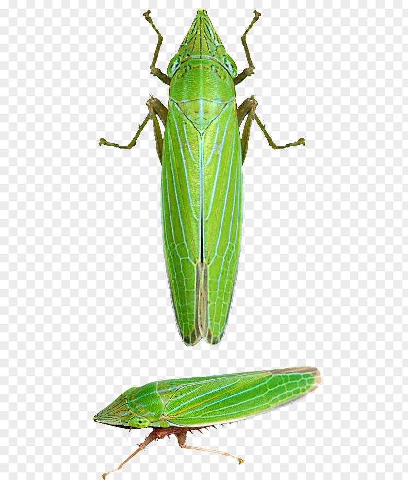 Green Grasshopper Insect Locust Caelifera Draeculacephala Angulifera PNG
