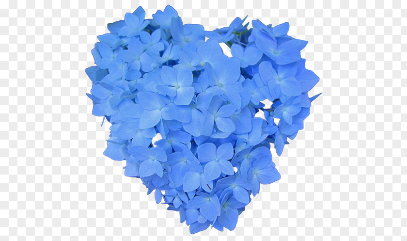 Hydrangea Blue Hydrangeaceae Cut Flowers Petal PNG