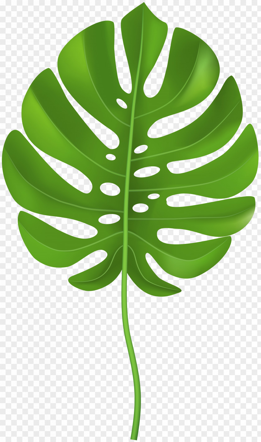 Leaf Clip Art PNG