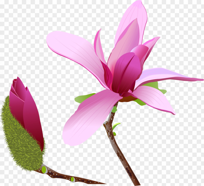 Magnolia Flower Clip Art PNG