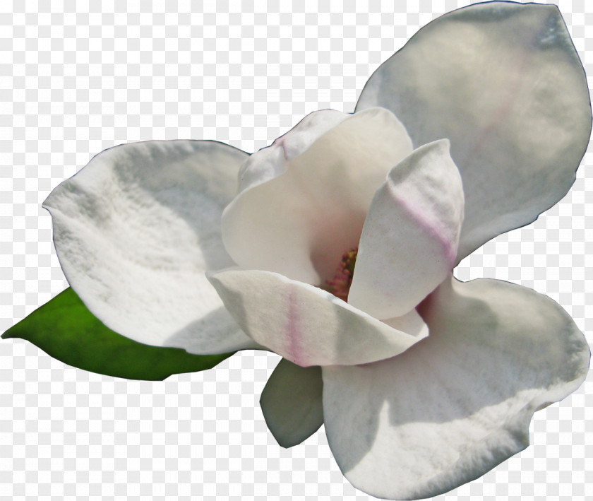 Magnolia Flowering Plant Blog PNG