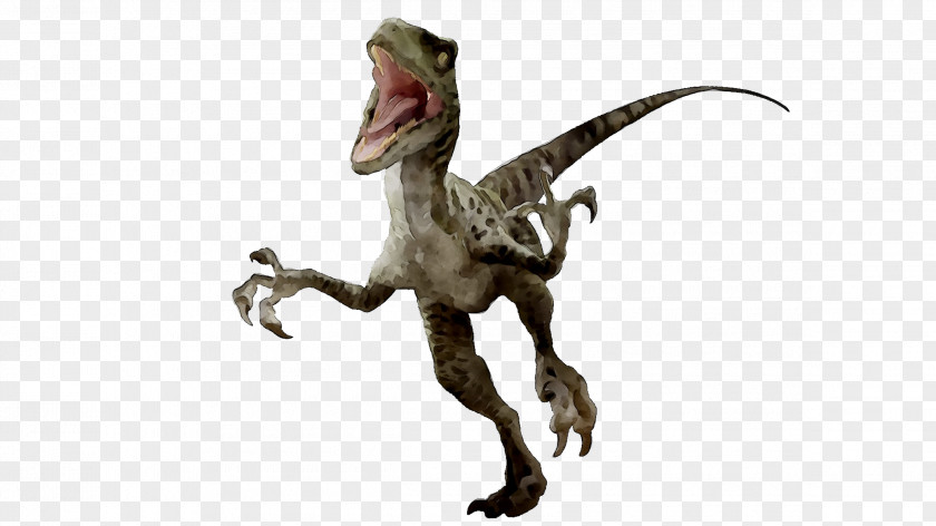 Velociraptor Tyrannosaurus Dinosaur Majungasaurus Spinosaurus PNG