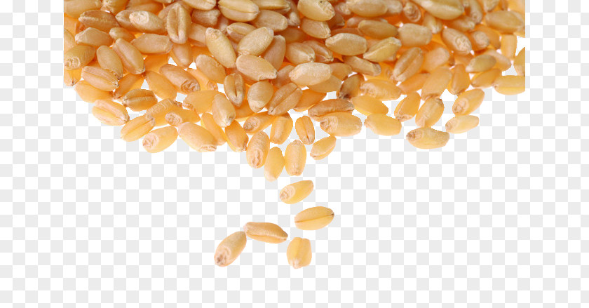 Wheat Grain Picture Common Cereal Whole Berry Food PNG
