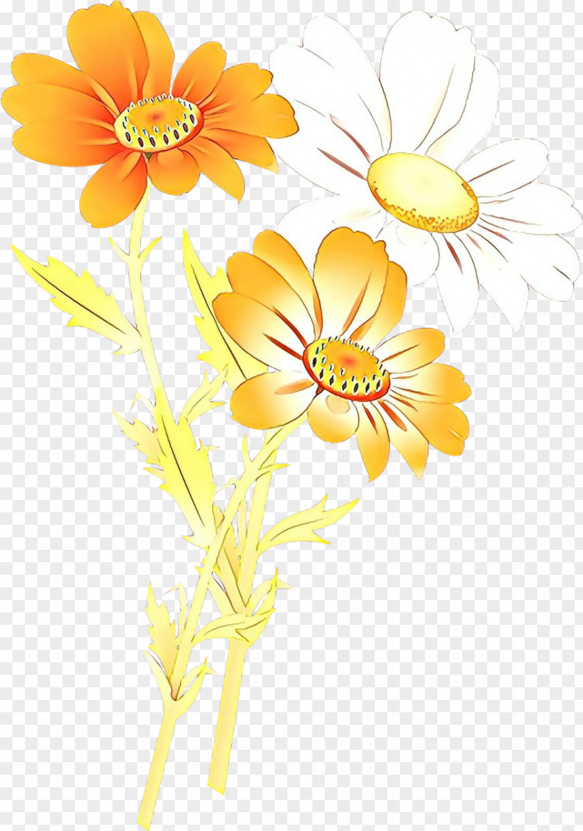 Wildflower Flowering Plant Daisy PNG