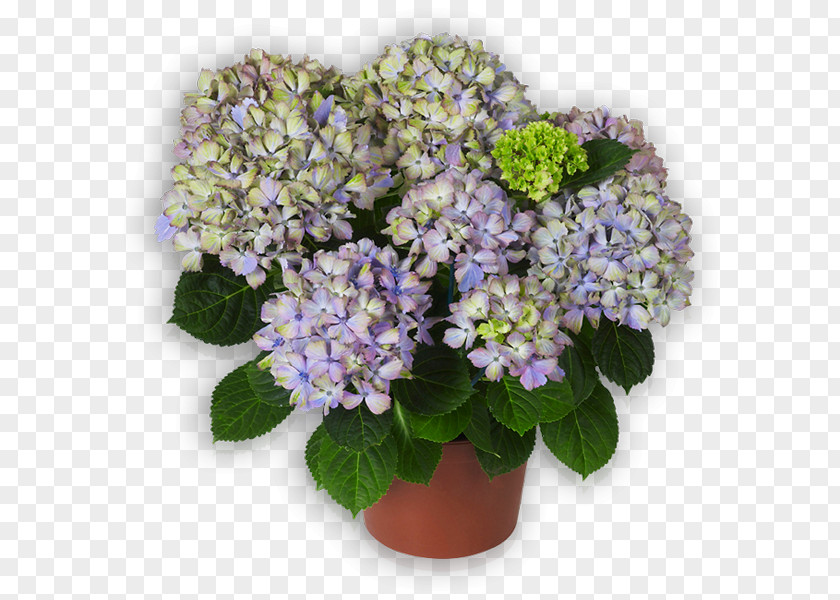 Lilac Tea Of Heaven Flowerpot Annual Plant Hydrangea PNG