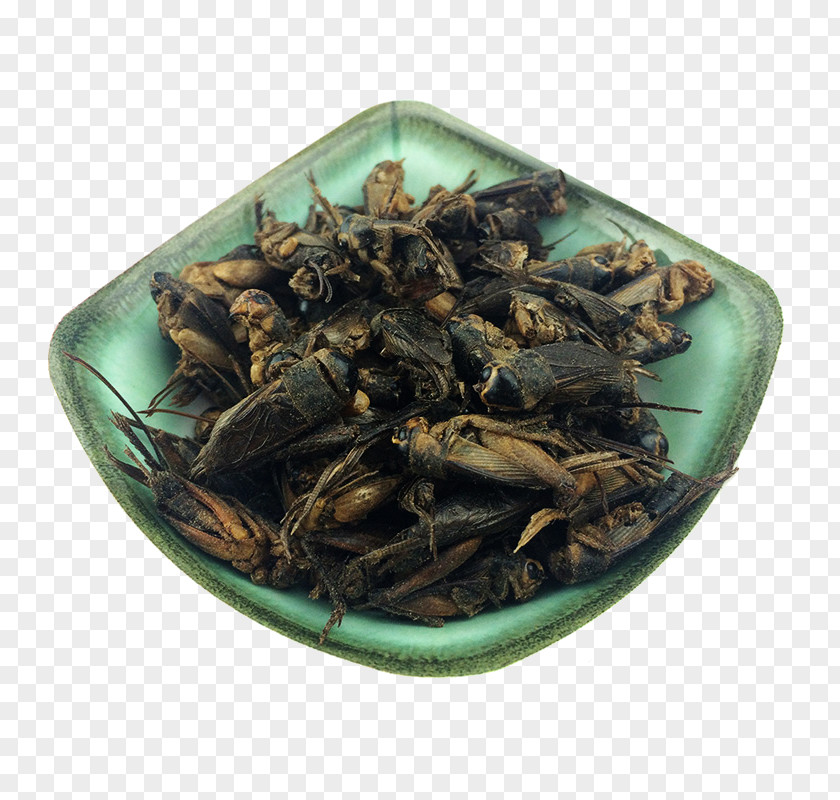 Ming Insects Crickets Night Medicines Insect Cricket PNG