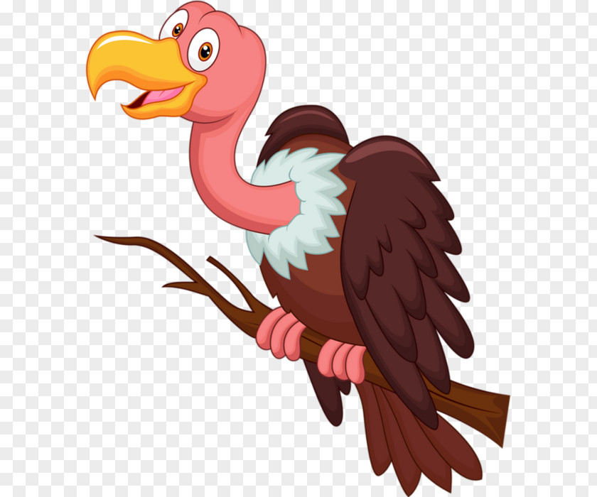 Bird Turkey Vulture Clip Art PNG