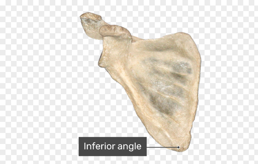 Medial Border Of Scapula Jaw Bone Joint Anatomy Mandible PNG