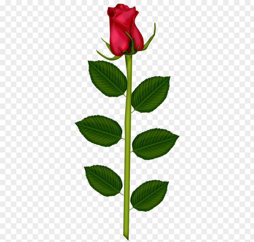 Valentine's Day Garden Roses Love Friendship Gift PNG