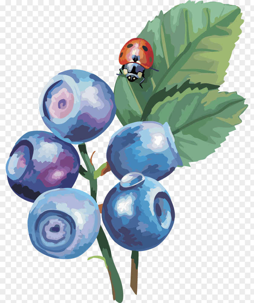 Vector Lantern Fruit Blueberry Fruit,blueberry Bilberry Drawing Clip Art PNG