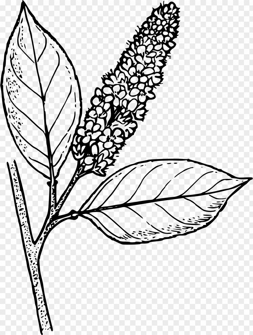 Cherry Line Art Drawing Clip PNG