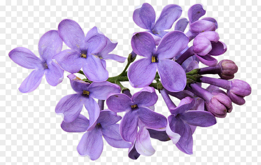 Flower Cut Flowers Lavender Desktop Wallpaper Purple PNG