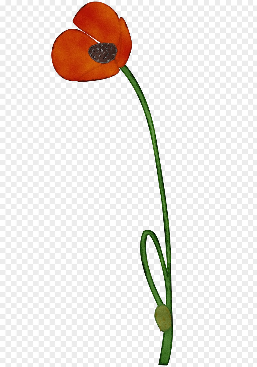 Plant Flower Tulip Stem PNG