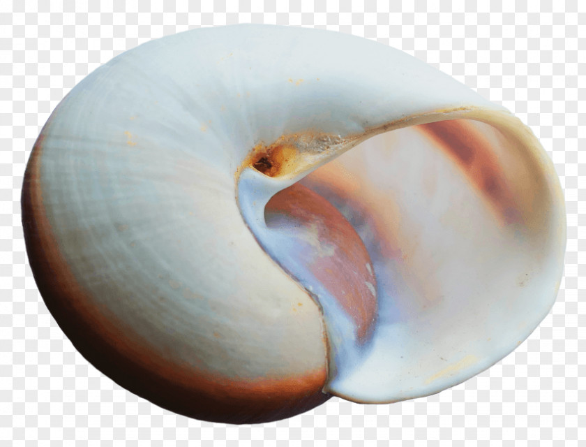 Seashell PDF PNG