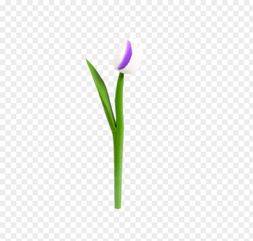 Tulip Crocus Petal Plant Stem PNG