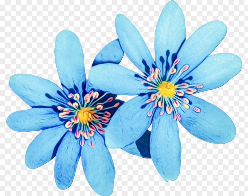 Wildflower Ixia Flower Petal Blue Plant Flowering PNG