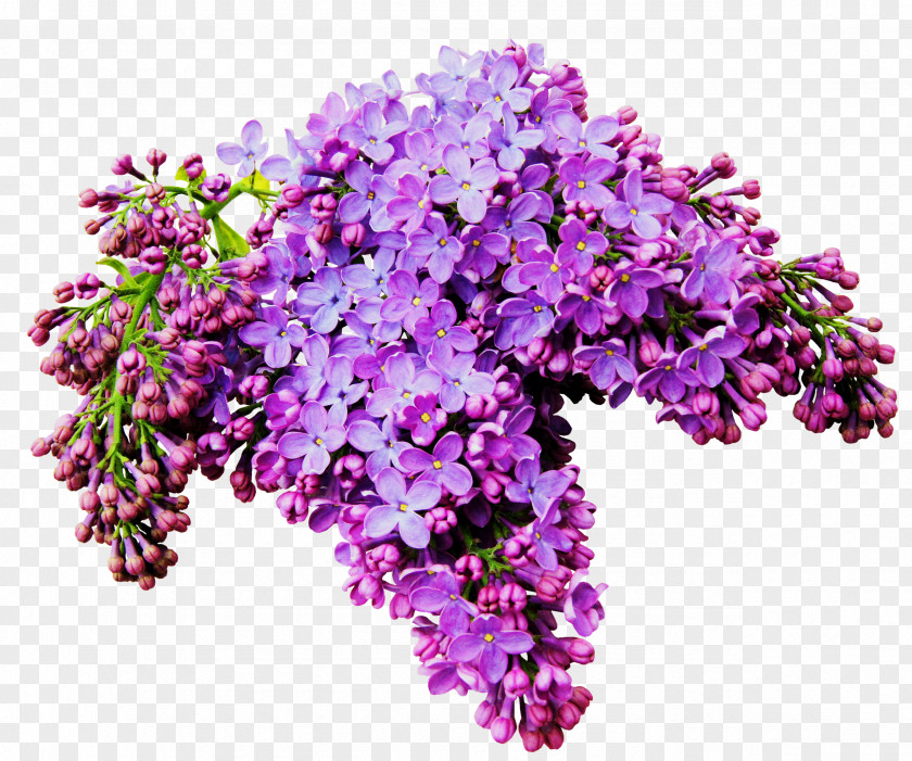 A Bouquet Of Beautiful Flowers Lilac Flower Albom Clip Art PNG