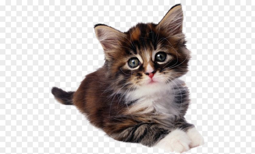 Cat Feral Kitten Dog Pet PNG