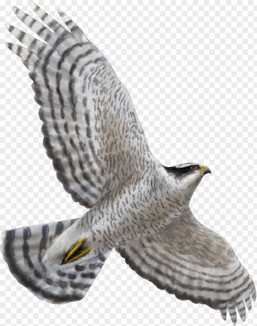 Eagle Northern Goshawk Bird Of Prey Flight PNG