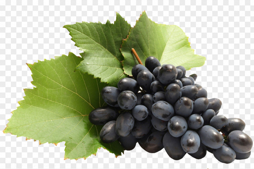 Grape Zante Currant Common Vine Blackcurrant PNG