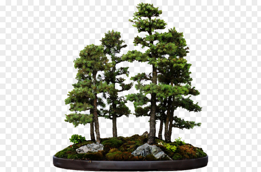 Tree Indoor Bonsai Styles White Spruce PNG