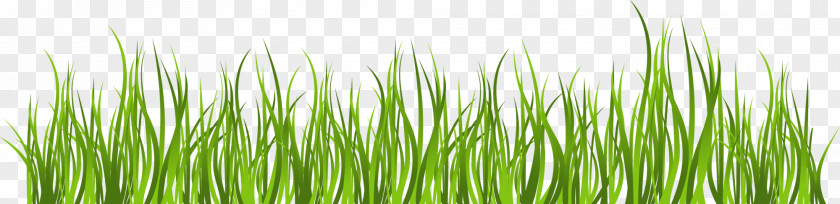 Green And Simple Grass Clip Art PNG