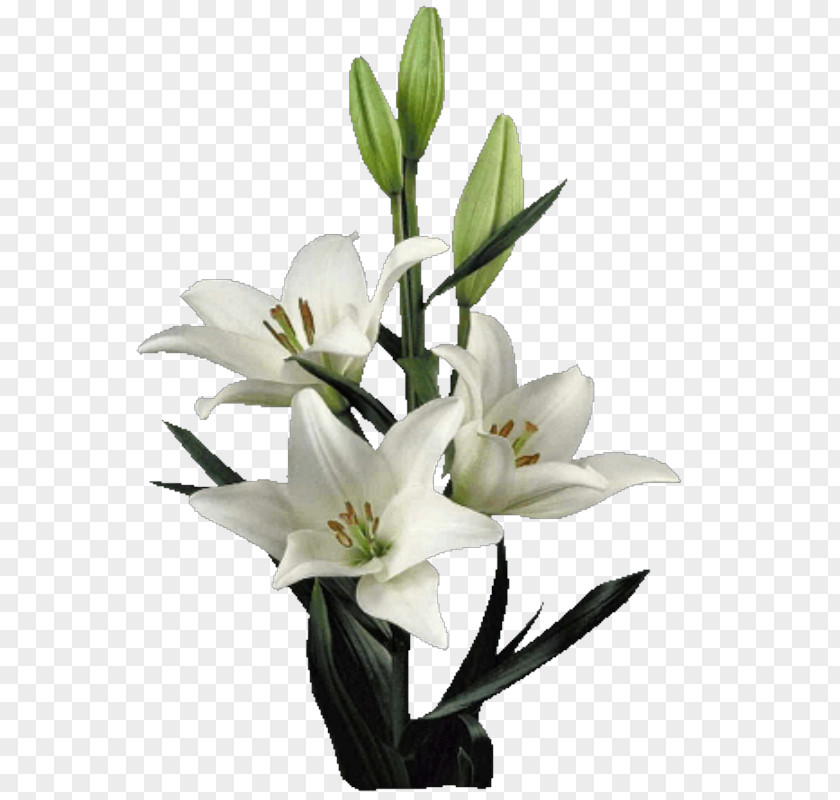 Plantas Lilium Cut Flowers Artificial Flower Floral Design PNG