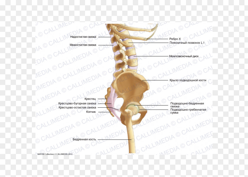 Skeleton Bone Pelvis Human Ligament PNG
