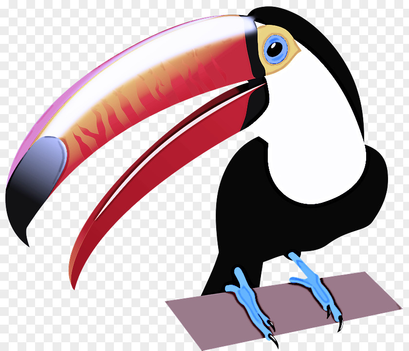 Toucans Piciformes Beak Science Biology PNG