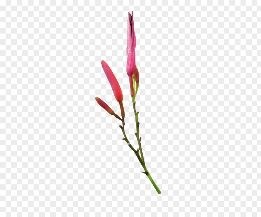 Twig Bud Plant Stem Magenta Flowering PNG