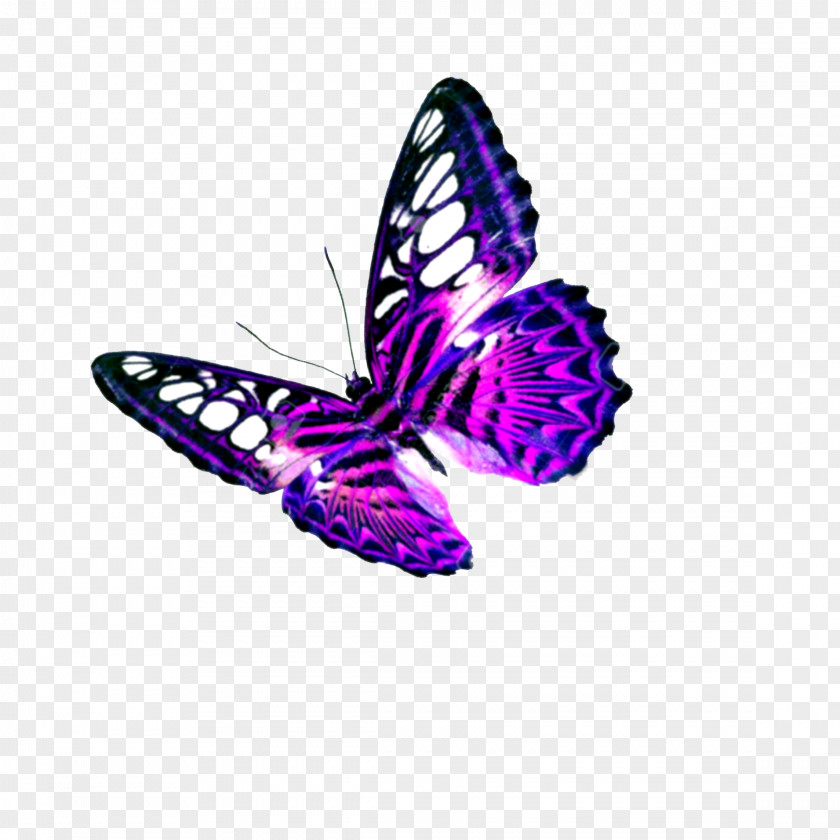 Butterfly Image Vector Graphics Clip Art Photograph PNG