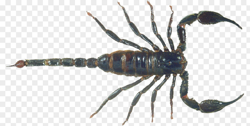 Emperor Scorpion Clip Art PNG