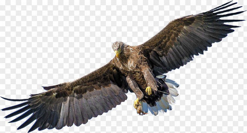 Evolution Of Birds Uihere Bald Eagle Bird Golden Clip Art PNG