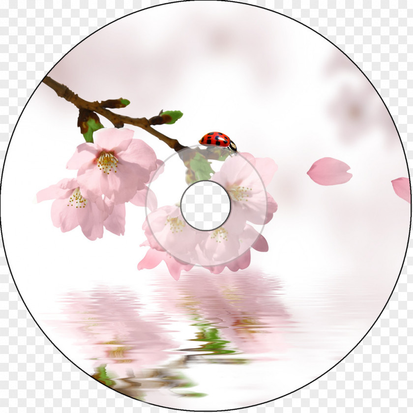 Flowers CD Stickers Jingzhe Cherry Blossom Peach PNG