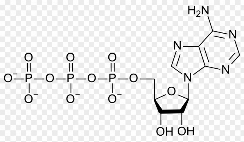 Guanosine Triphosphate Adenosine Nucleotide Adenine Diphosphate PNG