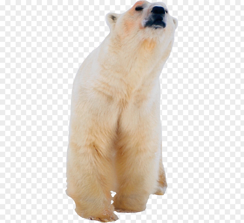 Polar Bear The Los Osos Polares Kodiak PNG