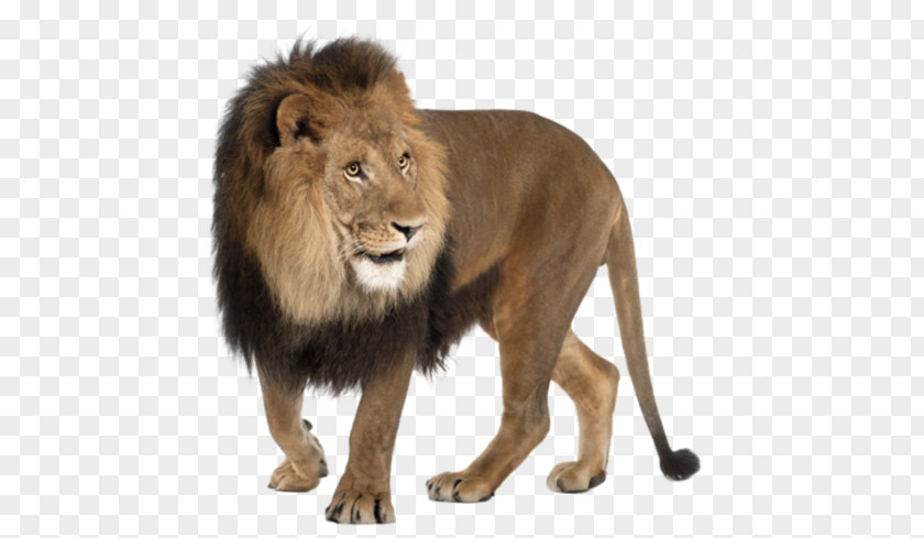Roar East African Lion Felidae PNG