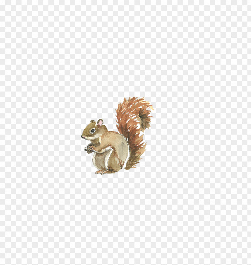 Watercolor Squirrel Painting Illustration PNG