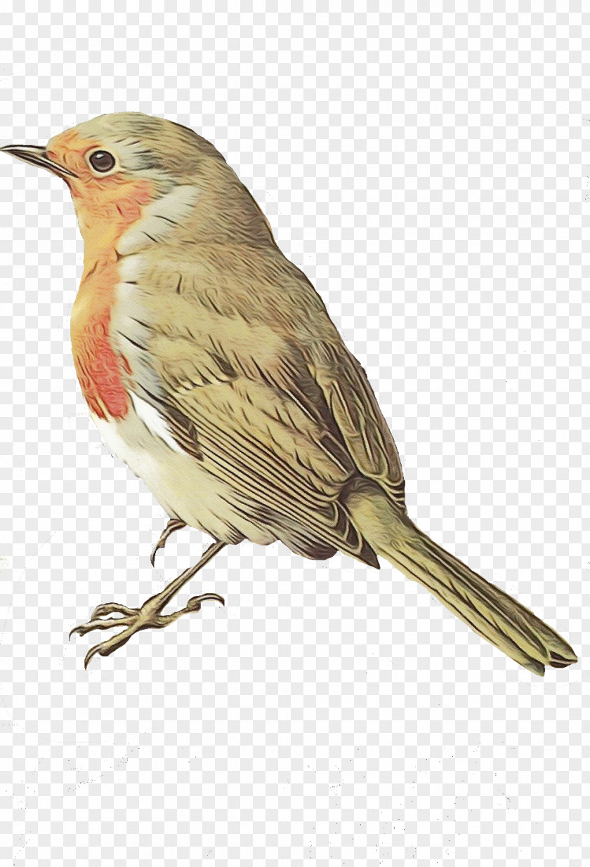 Wren Canary Robin Bird PNG