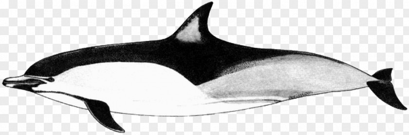Black And White Dolphin Pictures Short-beaked Common Tucuxi White-beaked Long-beaked Porpoise PNG